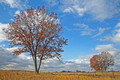 Fall Landscape with Trees/Clouds